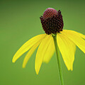 Vibrant Yellow Coneflower Bloom